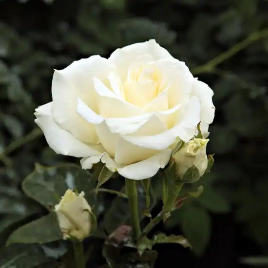 Alb - roz - Trandafiri - Virgo™ - 
